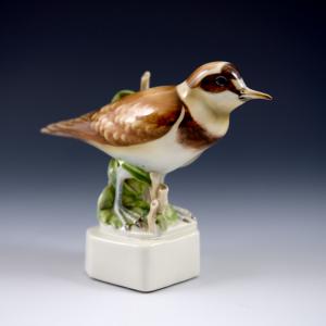 Flussregenpfeifer (Charadrius dubius)